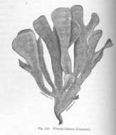 Image of Flustroidea Fleming 1828