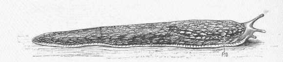 Image de Geomalacus Allman 1843
