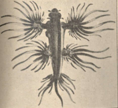 Image of Glaucidae Gray 1827