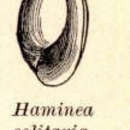 Haminea resmi