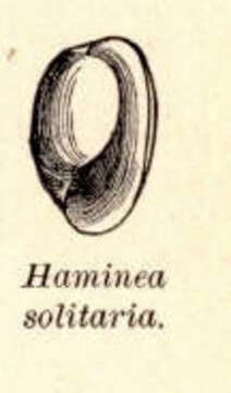 Image of Haminoeidae Pilsbry 1895