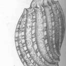 Imagem de Harpa articularis Lamarck 1822