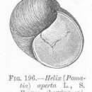 Sivun Herpetopoma helix (Barnard 1964) kuva