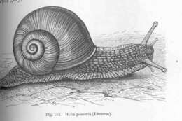 Image of Helicoidea Rafinesque 1815