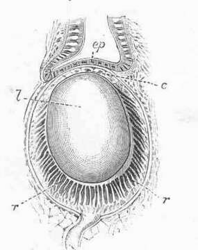 Image of Seguenziida Haszprunar 1986