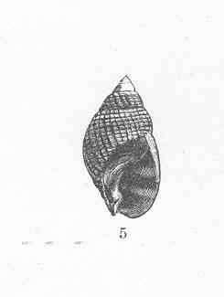 Sivun Nassariidae Iredale 1916 kuva