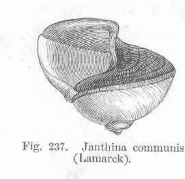 Image of unclassified Gastropoda