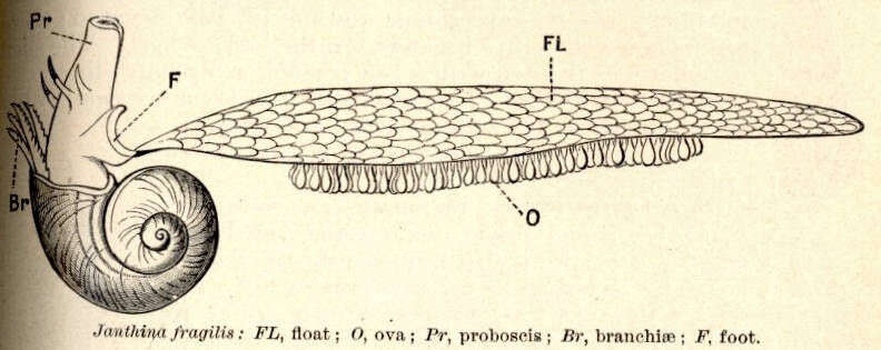 Image of Epitonioidea