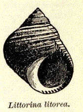 Image of spiralians