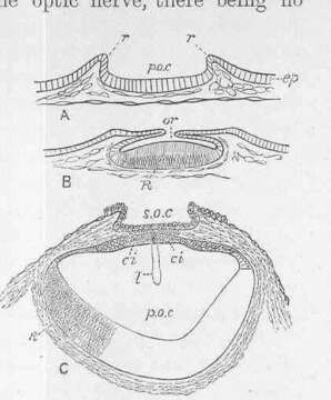 Image de Loliginidae Lesueur 1821
