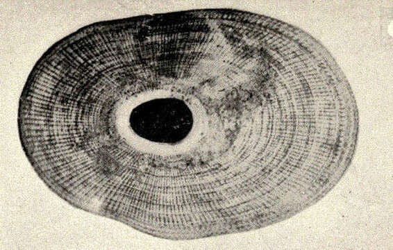 Image of Fissurelloidea J. Fleming 1822