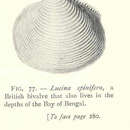 Image of Myrtea spinifera (Montagu 1803)