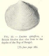 Image de Myrtea W. Turton 1822