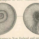 Sivun Macrocyclis H. Beck 1837 kuva