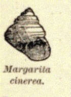 Imagem de Margaritidae Thiele 1924