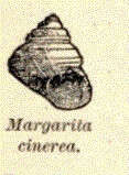Image of Margaritidae Thiele 1924