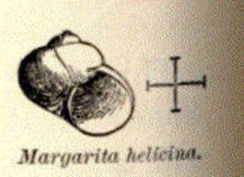 صورة Margaritidae Thiele 1924