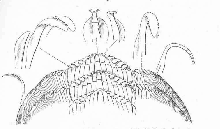 Image of Margaritidae Thiele 1924