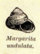 Image de Margaritidae Thiele 1924