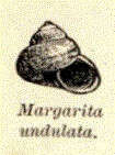 Image of Margaritidae Thiele 1924