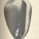 Image of Prunum apicinum (Menke 1828)