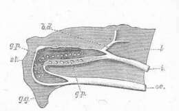 Image of Melongenidae Gill 1871