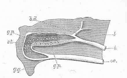 Image of Melongenidae Gill 1871