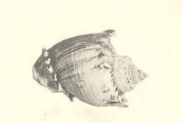 Image of Melongenidae Gill 1871