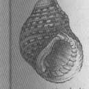 Image of toothed topshell