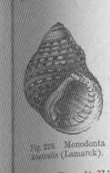 Image de Monodonta Lamarck 1799