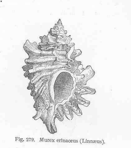 Imagem de Muricoidea Rafinesque 1815