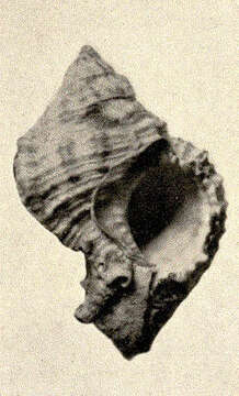 Image of Phyllonotus Swainson 1833