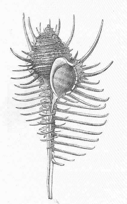 Imagem de Muricoidea Rafinesque 1815