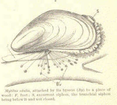 Image of Mytiloidea