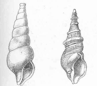 Image of True Whelks