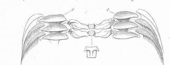 Image of Cycloneritida