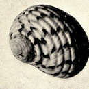 Image of checkered nerite