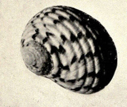 Image of Nerita Linnaeus 1758