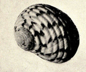 Imagem de Nerita Linnaeus 1758