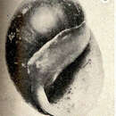 Image of Olive nerite