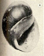 Image of Neritina Lamarck 1816