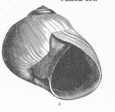 Image of Neverita Risso 1826