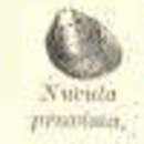 Image de Nucula proxima Say 1822