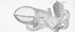 Image of Neocoleoidea