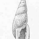 Image of Odontostomus H. Beck 1837