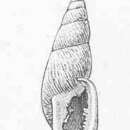 Imagem de Odontostomus H. Beck 1837