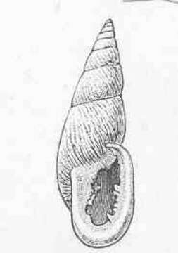 Image de Odontostomidae