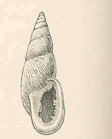 Image de Odontostomidae