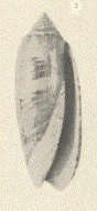 Слика од Olividae Latreille 1825