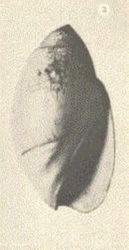 Image of Olivella Swainson 1831